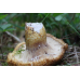 Мицелий Груздя синеющего / Груздь собачий (Lactarius repraesentaneus)